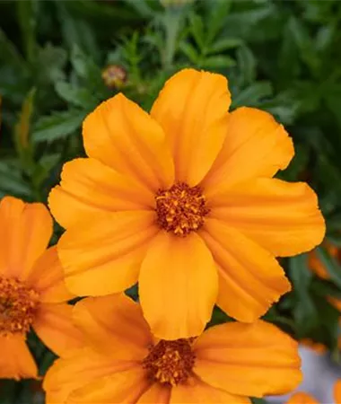 Tagetes x patula