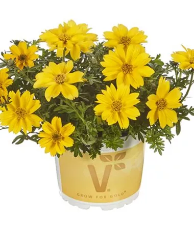 Bidens ferulifolia