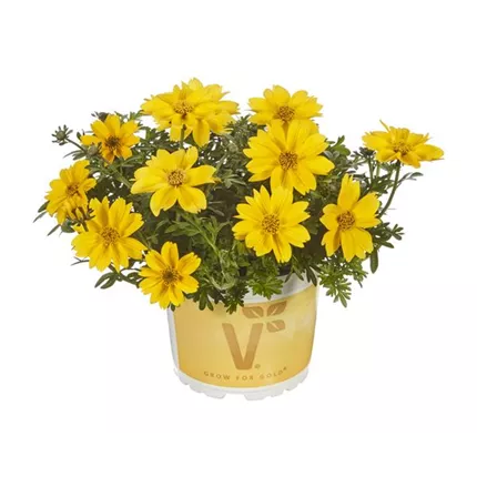 BID_3136 Exp Sir Francis IMP_363349_Sir Francis IMP_BID_3136_Exp_Bidopsis_409820_KATALOG.jpg