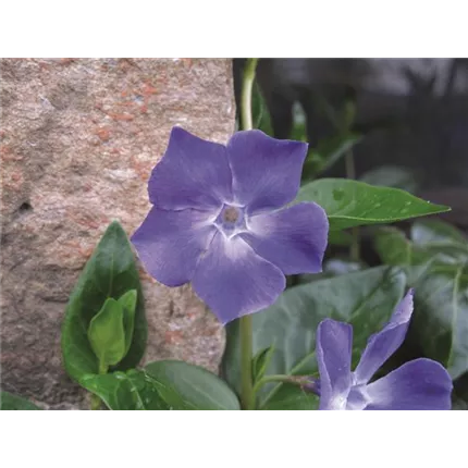 Vinca minor 'Bowles', Bild 15352-1.jpg
