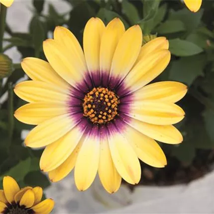 OST Erato Yellow Purple Eye 458854 OE 2016 3071_1.jpg