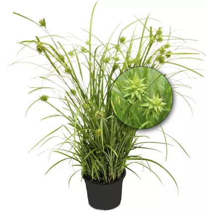 CAR_Saladin_492830 (2).jpg