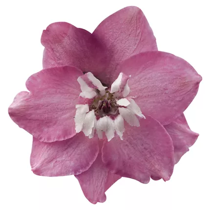 DEL_Magic Fountains_Lilac Pink White Bee_431210_40 │ 84 │ 336 │ SEED_K2470092.png