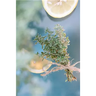 Thymus citriodorus