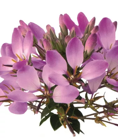 Cleome hassleriana
