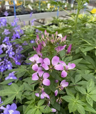 Cleome hassleriana