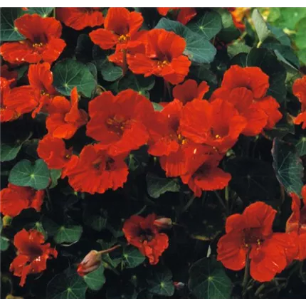 Tropaeolum Kaiserin Victoria - Kopie.tif