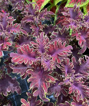 Coleus x blumei