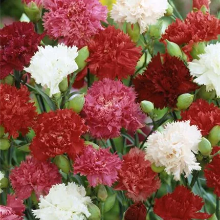 DIA_Riesen Chabaud Mix_440160_202.00 Dianthus caryophyllus Chabaud mxd.jpg