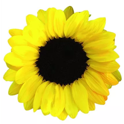 HEL-Vincent’s F1-Pomelo-446610_bearbeitet_KATALOGBILD.jpg