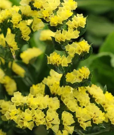 Limonium sinuatum