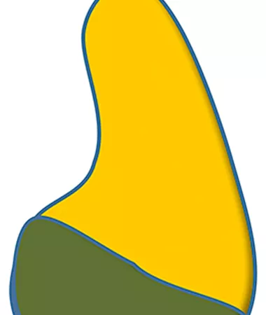 Cucurbita pepo
