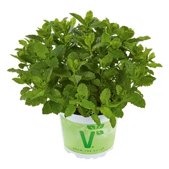 Mentha spicata