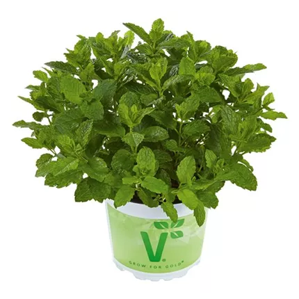 Mentha spicata