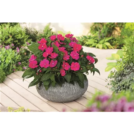 IMP SunPatiens® Compact Magenta_450020.jpg