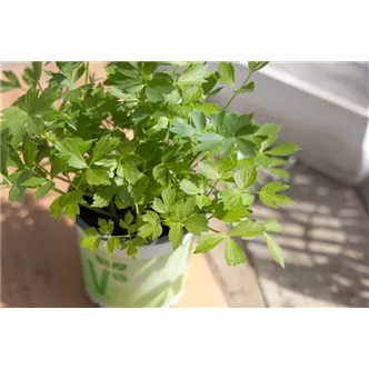 Levisticum officinale