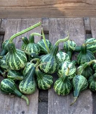 Cucurbita pepo