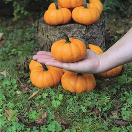 CUC 419715 Samorange9.jpg