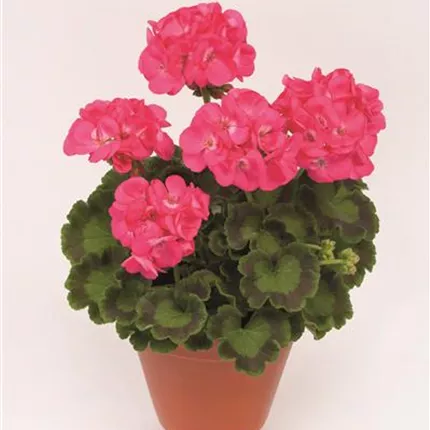 PEL Grandeur Classic Rose IMP 2020 _1 461370.jpg