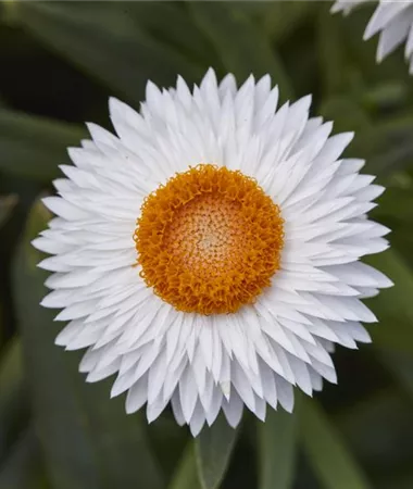 Helichrysum bracteatum
