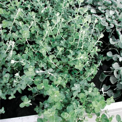 HEL_NanaSilver_447660.jpg HEL_NanaSilver_447660.jpg