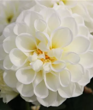 Dahlia x hortensis