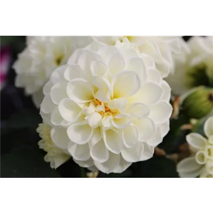 DAH_Lubega_White_IMP2023_429035_DAH IT 21-20_DAH-G-3201_B_02__KATALOG.JPG