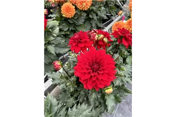 Dahlia x hortensis