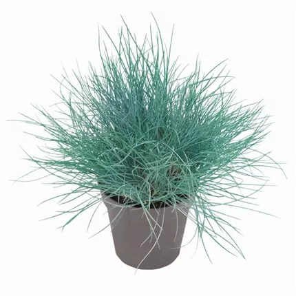 FES Buddy Blue Z0601171 493265.jpg