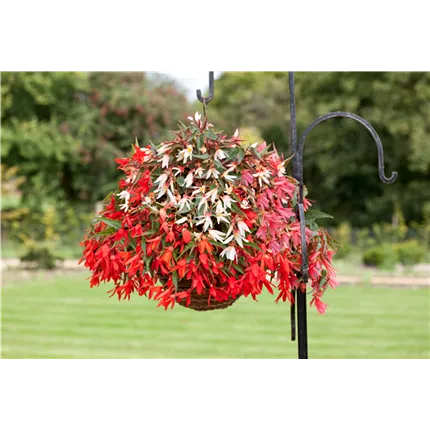 BEG_La Paz Mix F1_406684_70091945.png