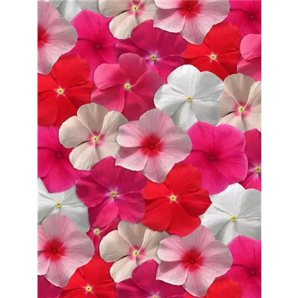 CAT_Volante Mix_415948_VIN08-6043CC.jpg