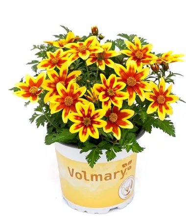 Bidens ferulifolia