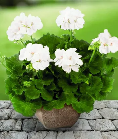 Pelargonium x zonale
