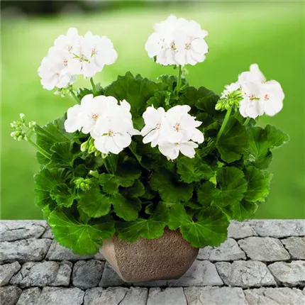 PEL_Grandeur® Classic_White_461405_pac_Iceberg_10301_CMYK_bearbeitet_KATALOGBILD.jpg