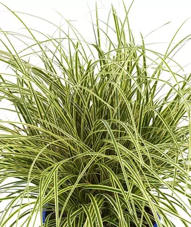 Carex brunnea