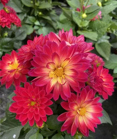 Dahlia x hortensis