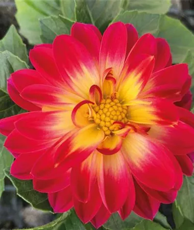 Dahlia x hortensis