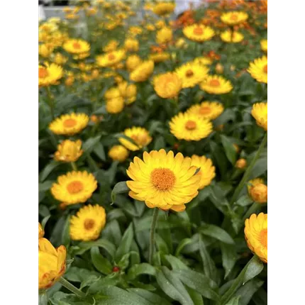 HEL_Nevada_Gold_447400 (1).JPG