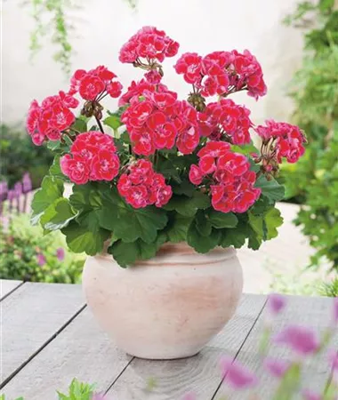 Pelargonium x zonale