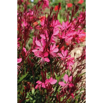 GAU Gambit Rose 444130_KATALOG.jpg