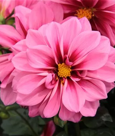 Dahlia x hortensis