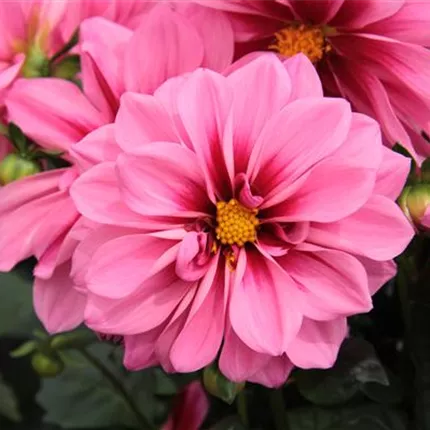 DAH_Lubega® Special_Rose Eye_128_429080_IMG_1267_KATALOGBILD.JPG