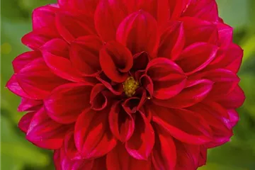 Dahlia x hortensis