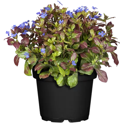 CER-Autumn Blue-Autumn Blue-416950-15371-1.png