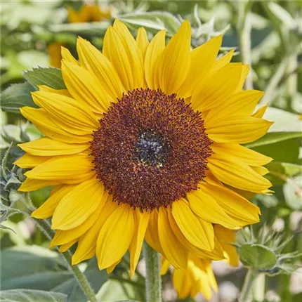 HEL_Goldrush__F1_446995_SEED_Goldrush_F1_3434_1309 (3).jpg