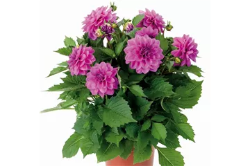 Dahlia x hortensis