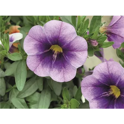 CAL-Calita® Compact-Blue Ice-411080-15298-1.jpg