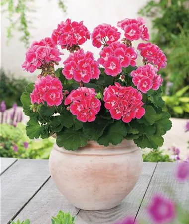 Pelargonium x zonale