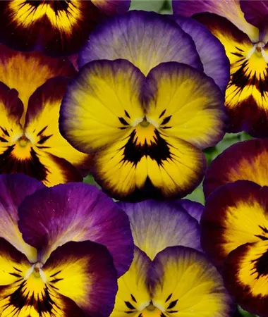 Viola x wittrockiana