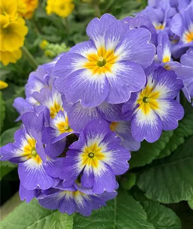 Primula elatior